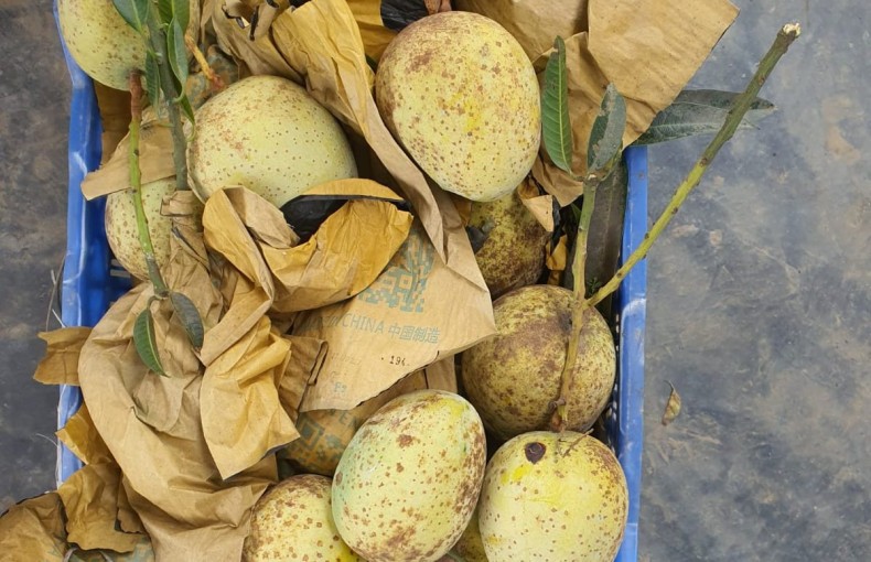 গৌড়মতি আম কখন খাবেন?