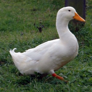Beijing Duck (হাঁস) 1KG