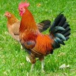 Deshi Chicken with Skin (দেশী মুরগি)