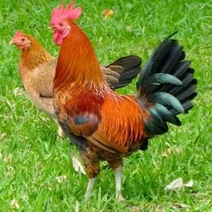 Deshi Chicken with Skin (দেশী মুরগি)