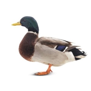 Deshi Duck (দেশি হাঁস)