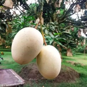 Gourmoti Mango (গৌড়মতি আম)