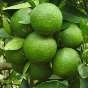 Green Malta (Bari-1)