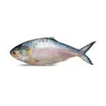 Hilsha Fish (ইলিশ মাছ) 1kg Size (±50gm)