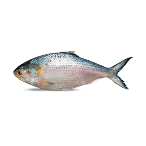 Hilsha Fish (ইলিশ মাছ) 1kg Size (±50gm)
