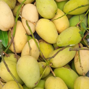 Katimon Mango (কাটিমন আম)