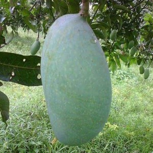 Nak Fazli Mango (নাক ফজলী আম)