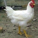 Natural Broiler Chicken (ব্রয়লার মুরগি)