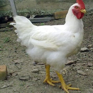Natural Broiler Chicken (ব্রয়লার মুরগি)