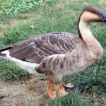 Swan (Processed) (রাজহাঁস)