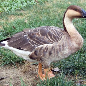 Swan (Processed) (রাজহাঁস)